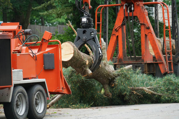 Mcgovern, PA  Tree Services Company