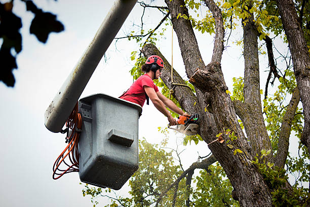 Why Choose Our Tree Removal Services in Mcgovern, PA?